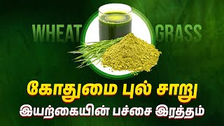 கோதுமை புல் சாறு ஏன் பச்சை இரத்தம் என்று அழைக்கப்படுகிறது? | Unveiling the Power of Wheatgrass Juice