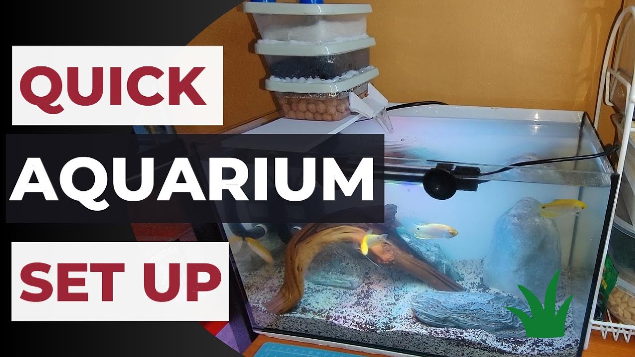 A Quick Tank Setup Youtube