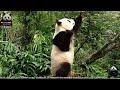 20170129 大年初二春回大地 圓仔弄樹喜慶新春 the giant panda yuan zai