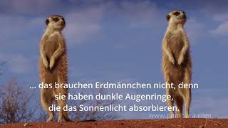 Erdmännchen