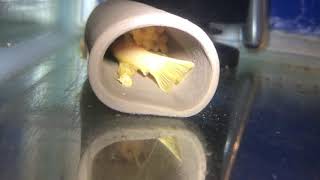 L144 Blue eyed yellow Bristlenose Plecos, fry and eggs