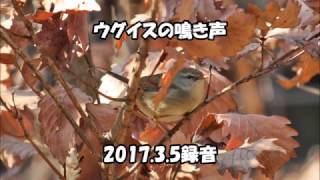 ウグイスのさえずり（2017年3月 海上の森）