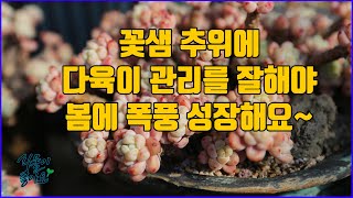 마지막 꽃쌤 추위 관리를 잘해야 다육이가 봄에 폭풍성장해요(#succulent, #plants #cactus )