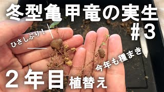 【2年目】冬型亀甲竜の実生③ 植替えと今年の種まき