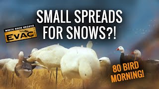 Small Spreads for Snow Geese | 80 Bird Hunt | EVAC Fullbody Decoys