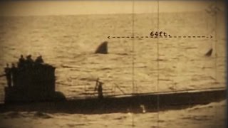 Submarine Shark Caught on Tape - Nazi Photo Siezed During WWII Show 110ft Shark near U Boat