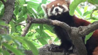 Red Panda KIKU 野毛山動物園　レッサーパンダ　キク