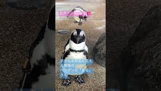 ペンギンの「まる」さんの模様は、大きなおめめに見えるね！