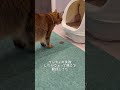 猫のトイレ前に◯◯を置いてみると