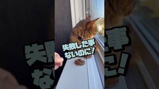 猫のトイレ前に◯◯を置いてみると