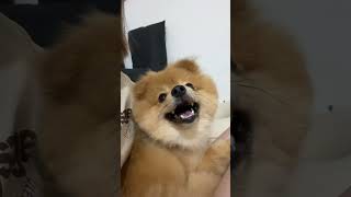 飼い主(男)に恋してるポメラニアン(2歳・女) | #shorts #ポメラニアン #pomeranian