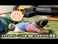 【異変 】飼い主が倒れ、動揺する愛犬 どうする、ココア・・・