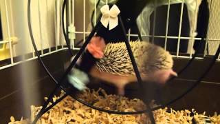 ハリネズミのたわし先生、回し車でお戯れ♡　The hedgehog loves running wheel