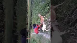 Two boys were caught eating goat's milk