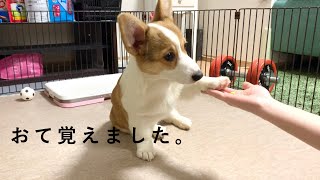 生後4ヶ月のコーギーが初めて『おて』をする瞬間を捉えた動画。【dog corgi】