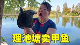 老丈人清理池塘卖甲鱼，徒手抓一只三年大家伙，和五花肉炖太香了【湘西冬宝】