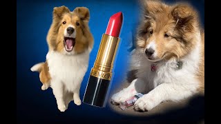 Itz Mie Lippik!  💄🐶 The first talking Biscuit Video ::  Cricket the Sheltie Chronicles e042