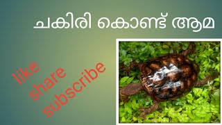 ചകിരി  കൊണ്ട്  ആമ  craft video#1#