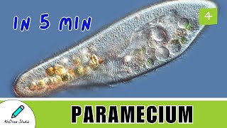 What is Paramecium 🦠 - Amazing Microbes | Facts, Structure \u0026 Movement