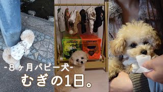 【むぎの1日】むぎです🐶🐾/生後8ヶ月パピー犬の1日をまとめみました🌼