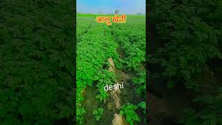 deshi baliye song #आलू खेती देशी birand#viral#शॉर्ट#tirending _______