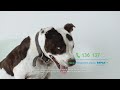 rspca just like us 60 sec tvc