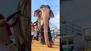 കുട്ടംകുളങ്ങര അർജുനൻ ||എടക്കഴിയൂർ നേർച്ച 2024 ||#elephant #nercha #festival #trending #viral #shorts