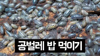 등각류에게 밀웜 번데기를 주면 먹을까? | 공벌레, 쥐며느리|이색애완동물 키우기