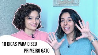 10 Dicas para o seu primeiro gato | Animô