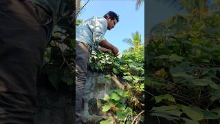 మా చాగల్లు ఇంటిలో కూరగాయలు Harvesting #shorts #minivlog #garden #green #vegetables