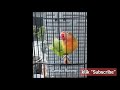 ngekek 6 menit tanpa jeda lovebird untuk merangsang lovebird lain ngekek panjang