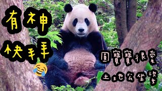 圓寶山坡上坐超正，模樣超可愛|熊貓貓熊The Giant Panda Yuan Yuan and Yuan Bao|台北市立動物園