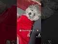 撫でるのやめてみたら...w 犬 犬のいる暮らし トイプードル