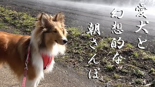 愛犬と田舎道で幻想的な朝さんぽ♪シェットランドシープドッグ　shetland sheepdog