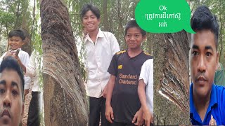 ទិញដីចំការកៅស៊ូភាគច្រើនមិនសូវខុស បានចំណូលប្រចាំថ្ងៃត្រឡប់មកវិញ។ #ថាមែនៗ #ដី #ឡាន #សន្សំ