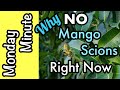 Monday Minute- Why We Don't Offer Mango Scions Right Now