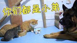 德牧有多喜欢养猫，自己带大三只猫，已经猫狗双全了【阿尔法是只边牧】