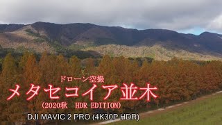 ドローン空撮　メタセコイア並木　(2020秋　HDR EDITION) DJI MAVIC 2 PRO (4K30P HDR)