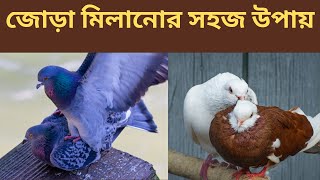 কবুতরের জোড়া মিলানোর সহজ উপায় #Easy way to pair pigeon #Kobutor jora milanor sohoj upay #Pigeon pair