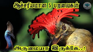 ஆச்சரியமான 5 பறவைகள்|அருமையா இருக்கே|Amazing 5 Birds | அறிவாளி உலகம்