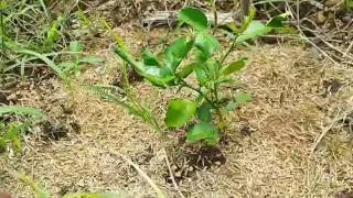 การปลูกมะกรูด ผ่านไป 1เดือน Bergamot plant age of 1 month