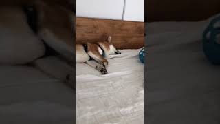 柴犬が寝言を言う| Shiba Inu talks in his sleep