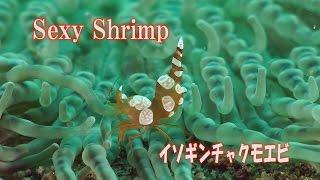 イソギンチャクモエビ　Sexy Shrimp　　しゃちほこエビ　セクシーシュリンプ