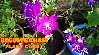 Begum bahar(Tibouchaina)Flower plant Care//बेगम बहार प्लांट के बारे में जानकारी