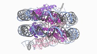 Flexible “Slinkies” Form in DNA of Archaea