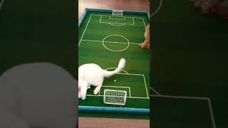 #Football  Championship among #kittens 28,05,23