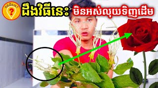 របៀបដាំផ្កាកុលាបដោយប្រើស្លឹក How to grow rose from leaf Amazing idea with rose