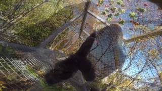 Motuba Investigates Gorilla Treeway at Philadelphia Zoo