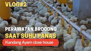 Perawatan brooding ayam broiler saat suhu Panas ekstrim