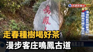 走春種樹喝好茶　漫步客庄鳴鳳古道－民視新聞